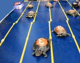 Who loses the EMR adoption race