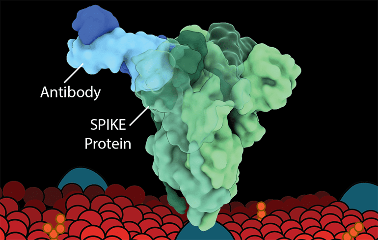 NextGen COVID-19 Antibodies Destroy Spike Protein