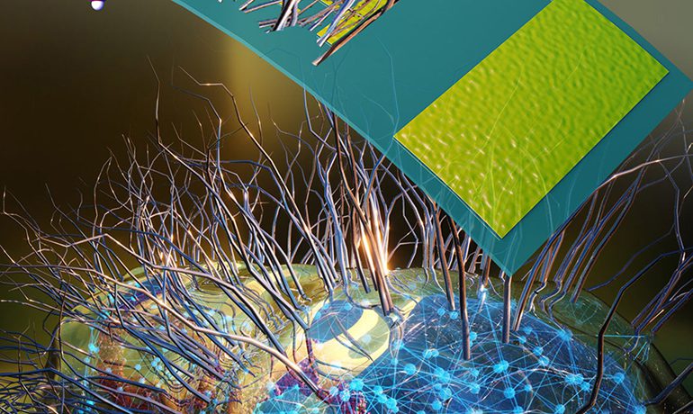 Bacteria Create Protein Nanowires for Biosensing