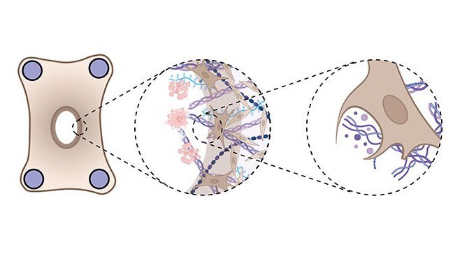 Biomimetic Construct Models Burn Injuries