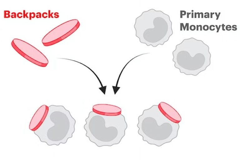 Cells with Backpacks to Treat Multiple Sclerosis