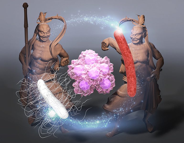 Intratumoral Bacteria as an Injectable Anti-Cancer Treatment |