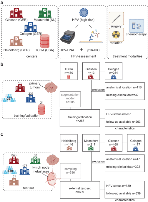 Predicting HPV association using deep learning and regular H&E stains allows granular stratification of oropharyngeal cancer patients