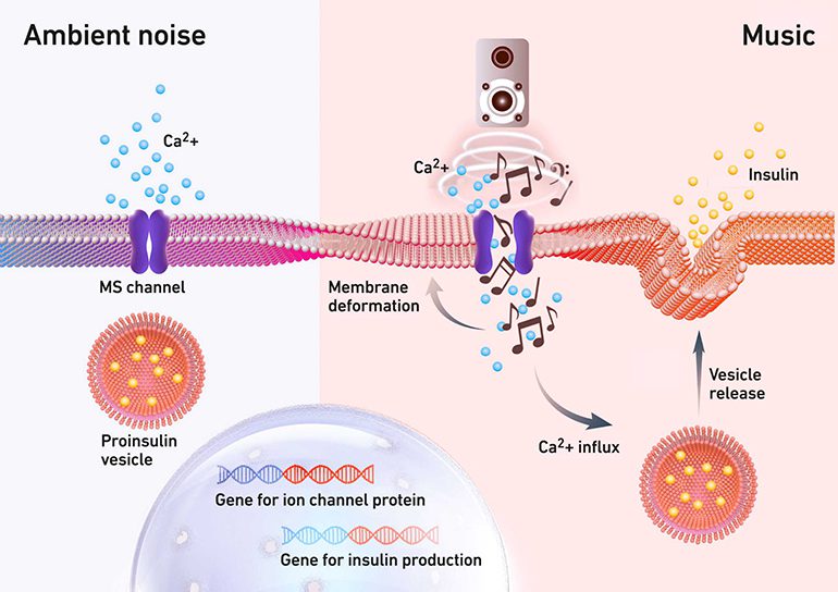 Cells Release Insulin in Response to Music |