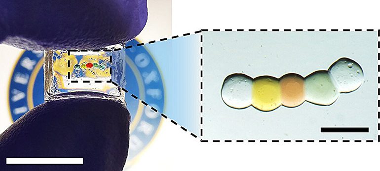 Droplet Battery Harnesses Ionic Gradients for Bioelectronic Implants |