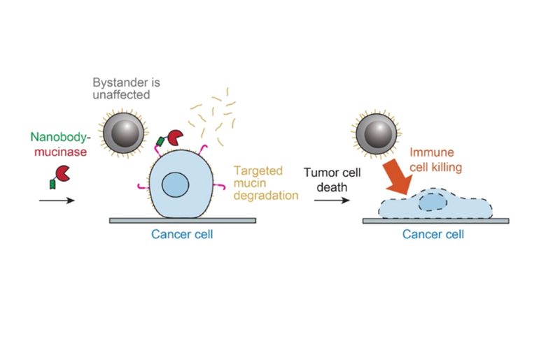 Enzyme Treatment Strips Mucins from Cancer Cells |