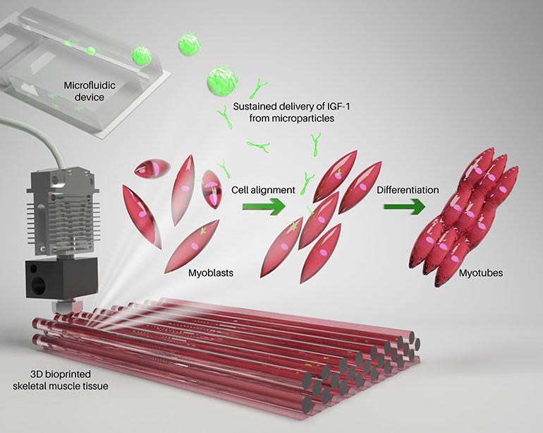 Growth Factor-Loaded Microparticles Enhance 3D Bioprinted Muscle |