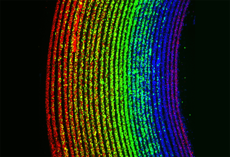 Technique Creates Multilayered Tubular Cell Constructs |