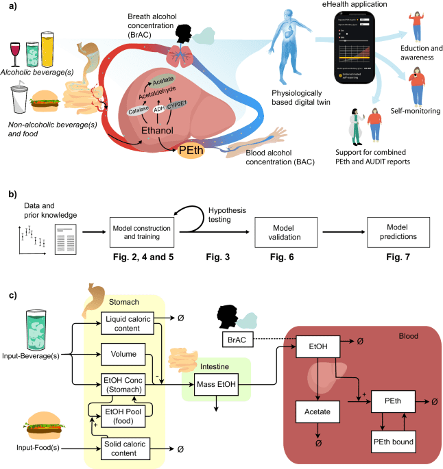 A physiologically-based digital twin for alcohol consumption—predicting real-life drinking responses and long-term plasma PEth