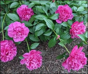 Curbside Consult with Dr. Jayne 5/6/24 – HIStalk