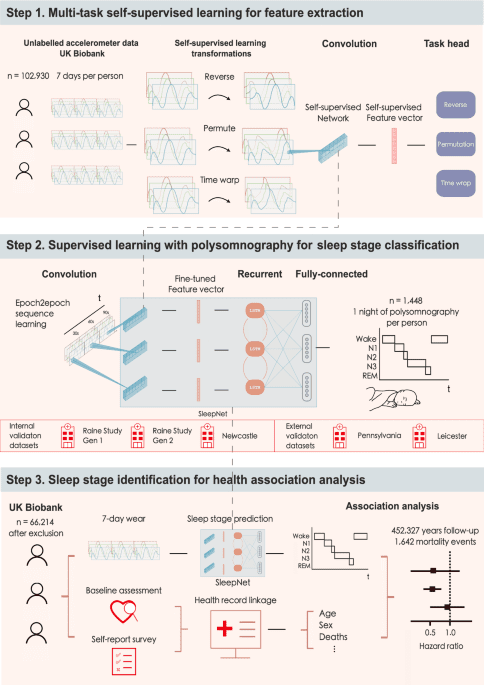 Self-supervised learning of accelerometer data provides new insights for sleep and its association with mortality