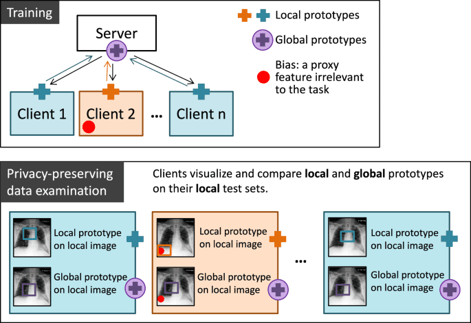 MyThisYourThat for interpretable identification of systematic bias in federated learning for biomedical images