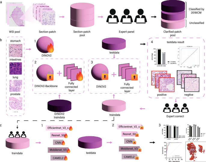 Clinically applicable optimized periprosthetic joint infection diagnosis via AI based pathology