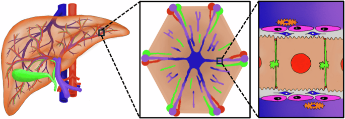 A virtual scalable model of the Hepatic Lobule for acetaminophen hepatotoxicity prediction