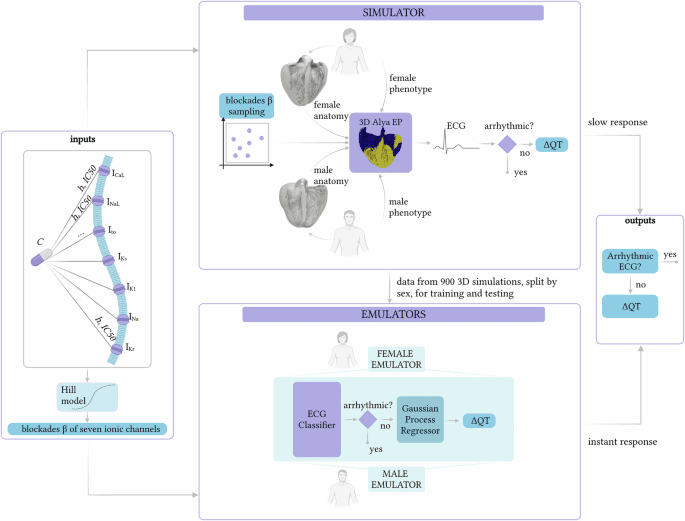 Fast and accurate prediction of drug induced proarrhythmic risk with sex specific cardiac emulators