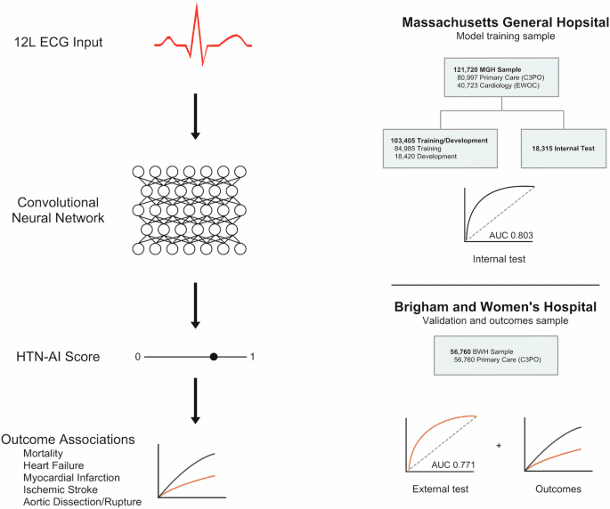A deep learning digital biomarker to detect hypertension and stratify cardiovascular risk from the electrocardiogram