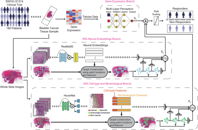 Predicting response to neoadjuvant chemotherapy in muscle-invasive bladder cancer via interpretable multimodal deep learning
