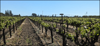 Curbside Consult with Dr. Jayne 4/21/25