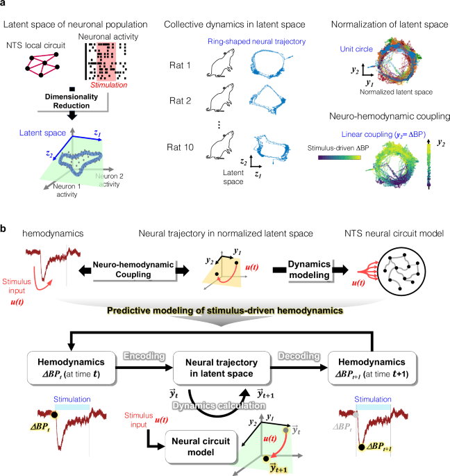 Predictive modeling of hemodynamics during viscerosensory neurostimulation via neural computation mechanism in the brainstem