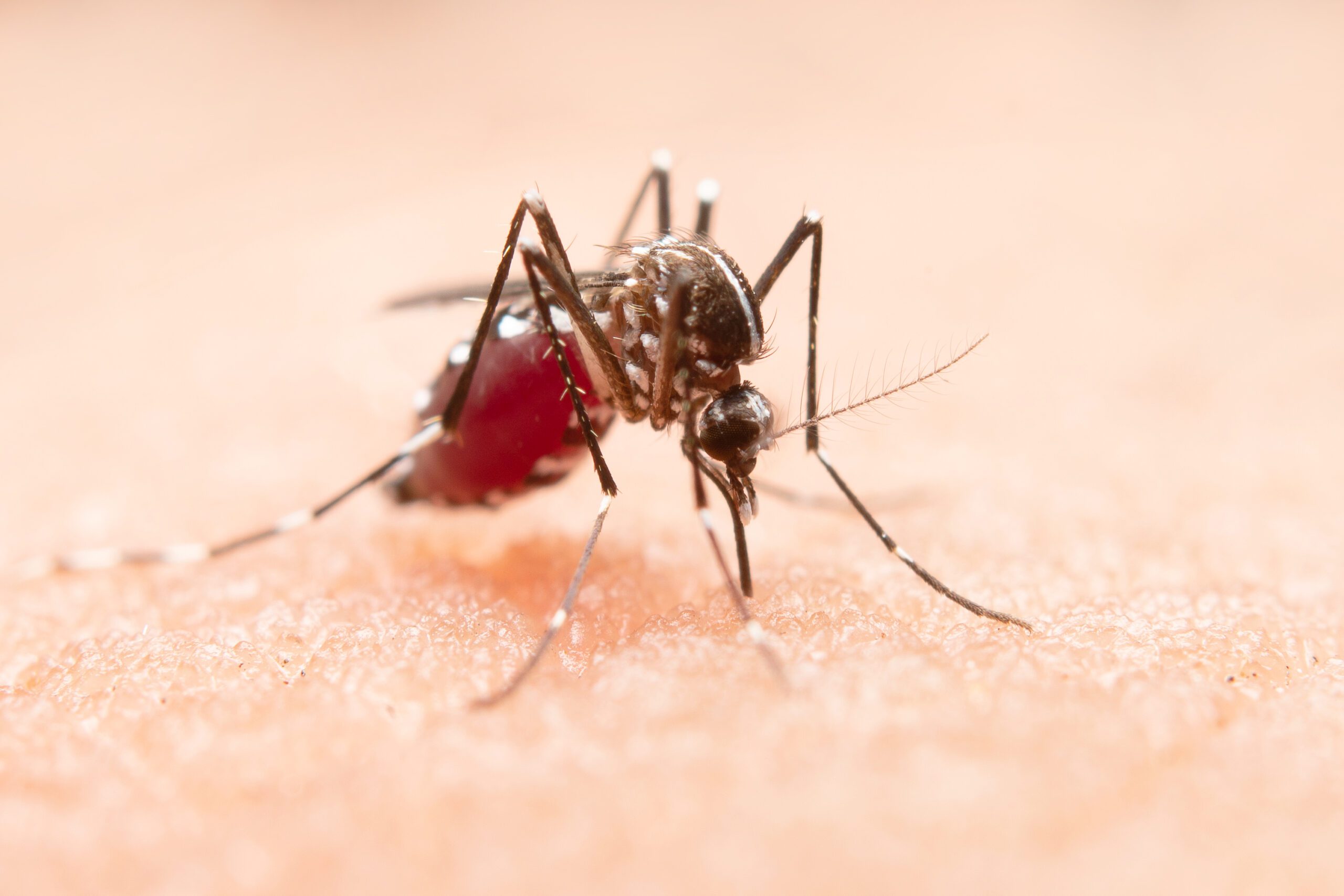 Researchers Develop AI Model to Detect Malaria Using NVIDIA