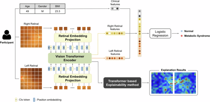 Vision transformer based interpretable metabolic syndrome classification using retinal Images