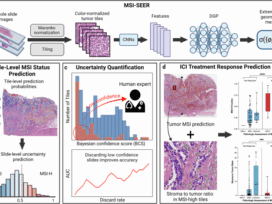 Deep Gaussian process with uncertainty estimation for microsatellite instability and immunotherapy response prediction from histology
