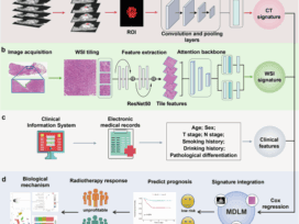 Multimodal fusion model for prognostic prediction and radiotherapy response assessment in head and neck squamous cell carcinoma