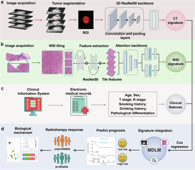 Multimodal fusion model for prognostic prediction and radiotherapy response assessment in head and neck squamous cell carcinoma
