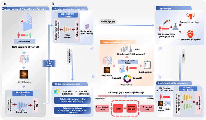 Artificial intelligence-derived retinal age gap as a marker for reproductive aging in women