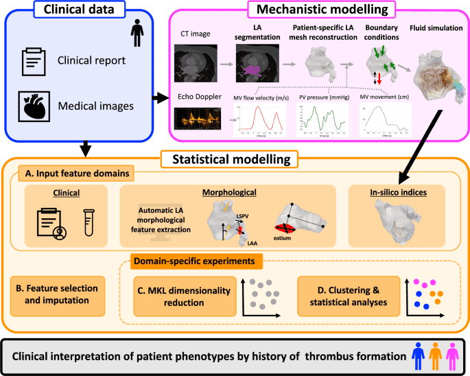 Digital twin integrating clinical, morphological and hemodynamic data to identify stroke risk factors