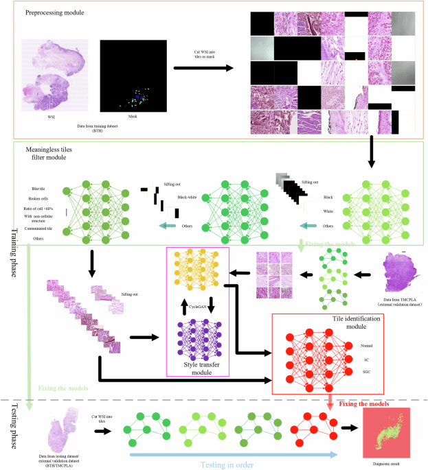 AI assistance enhances histopathologic distinction between sebaceous and squamous cell carcinoma of the eyelid