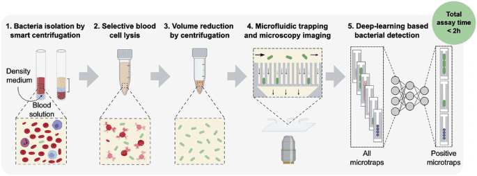 Culture-free detection of bacteria from blood for rapid sepsis diagnosis