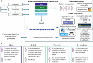 Multi-domain rule-based phenotyping algorithms enable improved GWAS signal