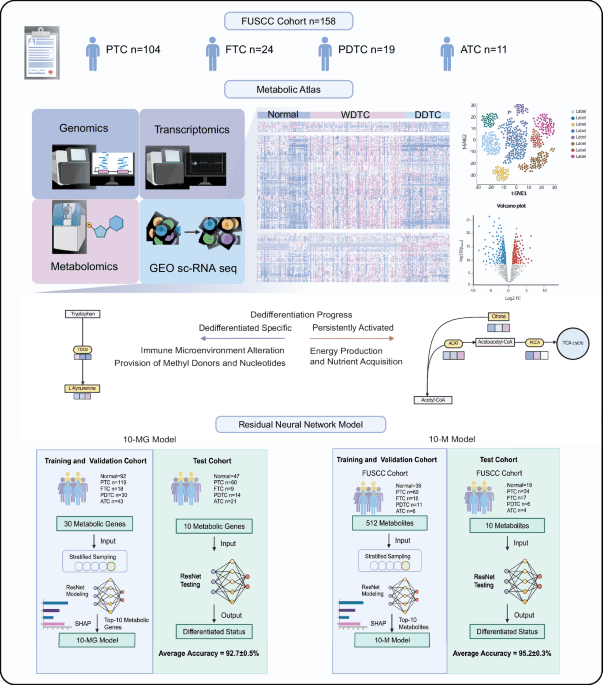 Developing a thyroid cancer differentiation state classification system using deep residual networks and metabolic signature profiling
