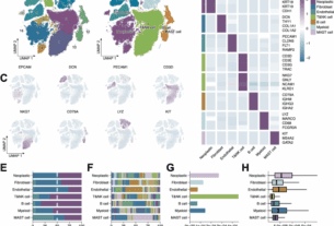 Machine learning analysis reveals tumor heterogeneity and stromal-immune niches in breast cancer