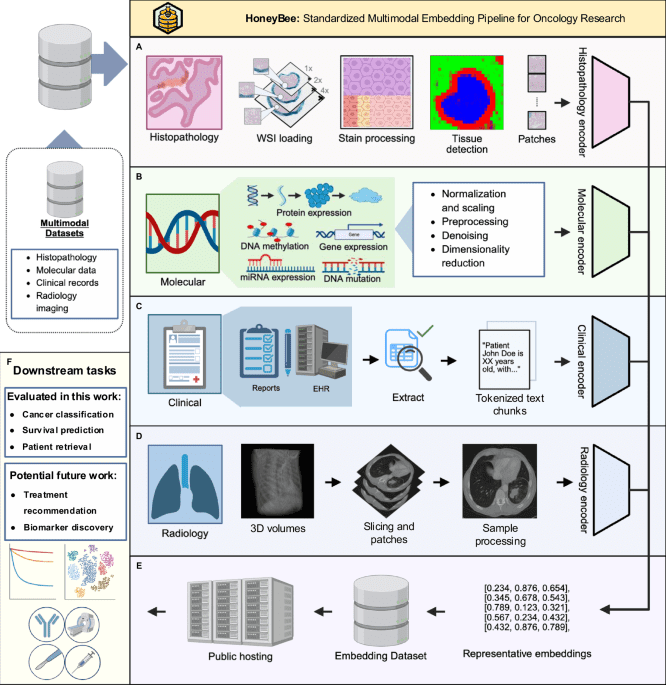 HONeYBEE: enabling scalable multimodal AI in oncology through foundation model-driven embeddings