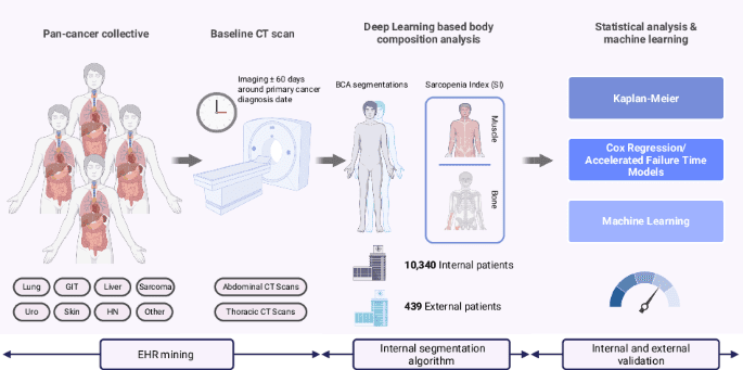 Leveraging Sarcopenia index by automated CT body composition analysis for pan cancer prognostic stratification