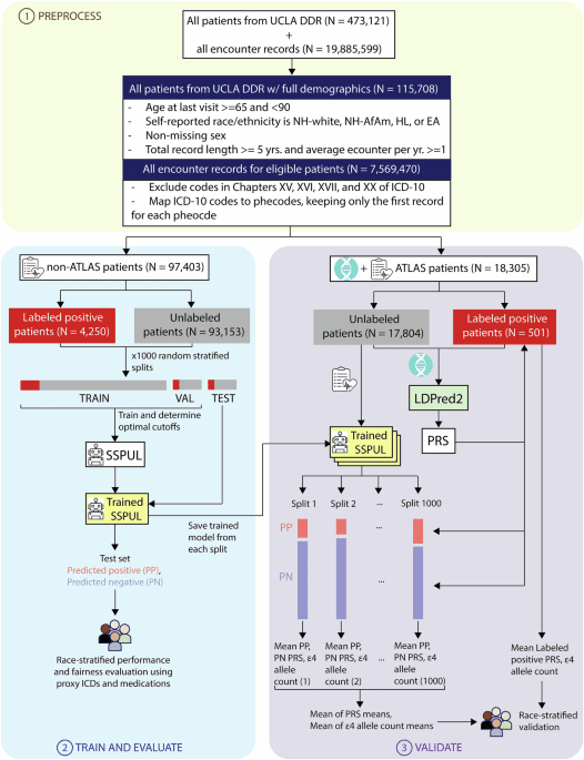 Fair positive unlabeled learning for predicting undiagnosed Alzheimer’s disease in diverse electronic health records
