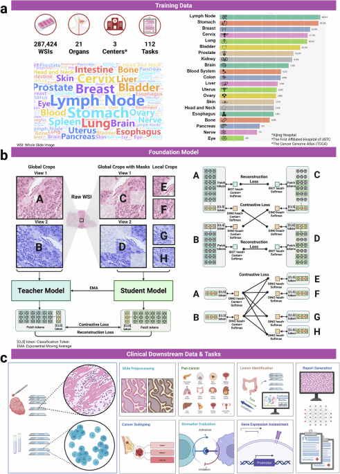 PathOrchestra: a comprehensive foundation model for computational pathology with over 100 diverse clinical-grade tasks