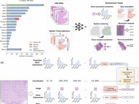 STPath: a generative foundation model for integrating spatial transcriptomics and whole-slide images