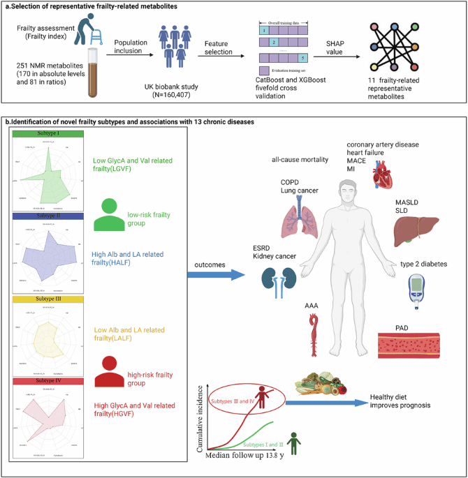 Metabolomic characterization of frailty identifies subtype-specific management strategies