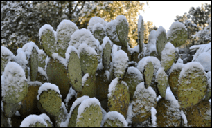 Curbside Consult with Dr. Jayne 1/26/26